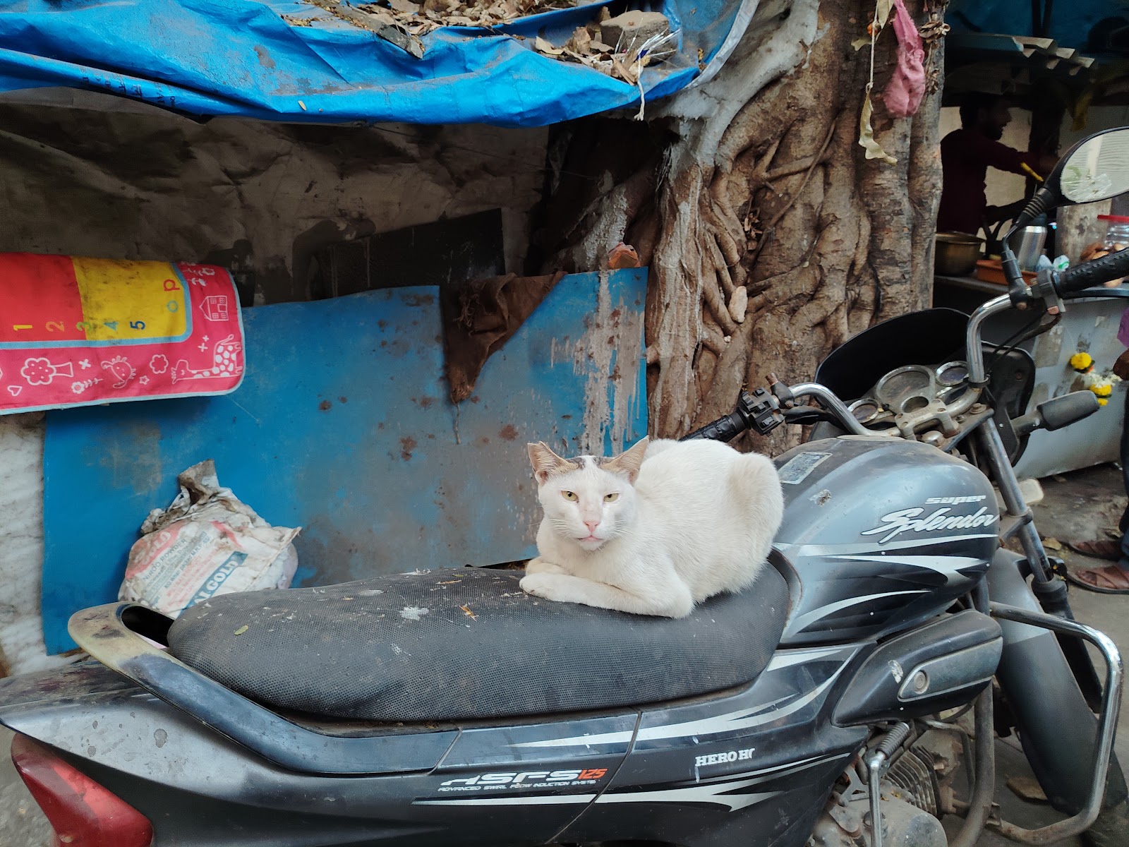 뭄바이 디젤 엔진 더 캣 명소