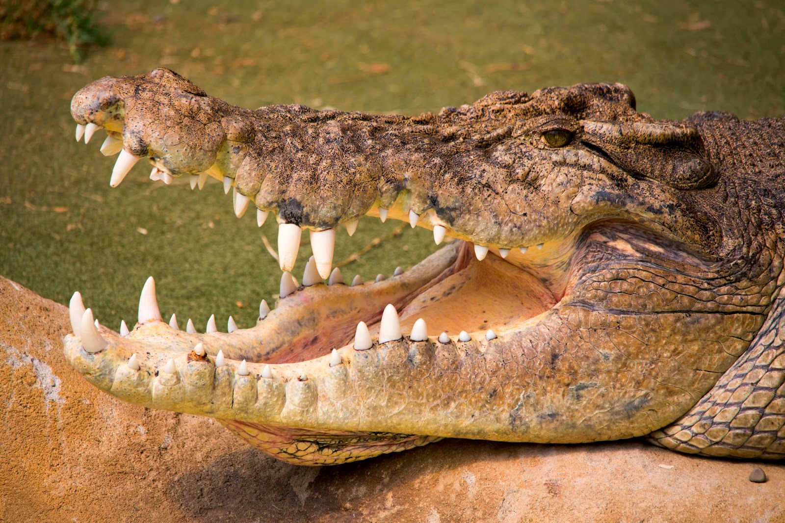 오클랜드 버터플라이 크릭 주변 명소 사진