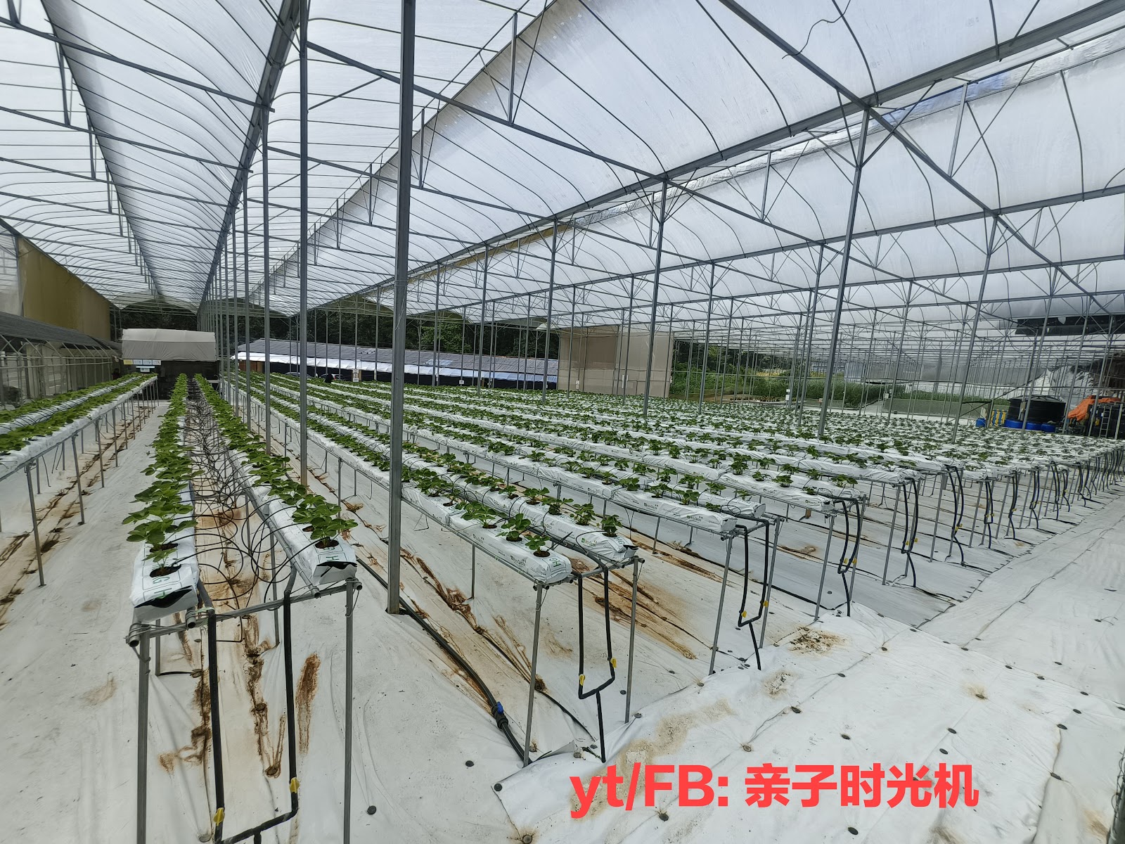 겐팅 하이랜즈 Millercle Highland Strawberry Farm 주변 명소 사진