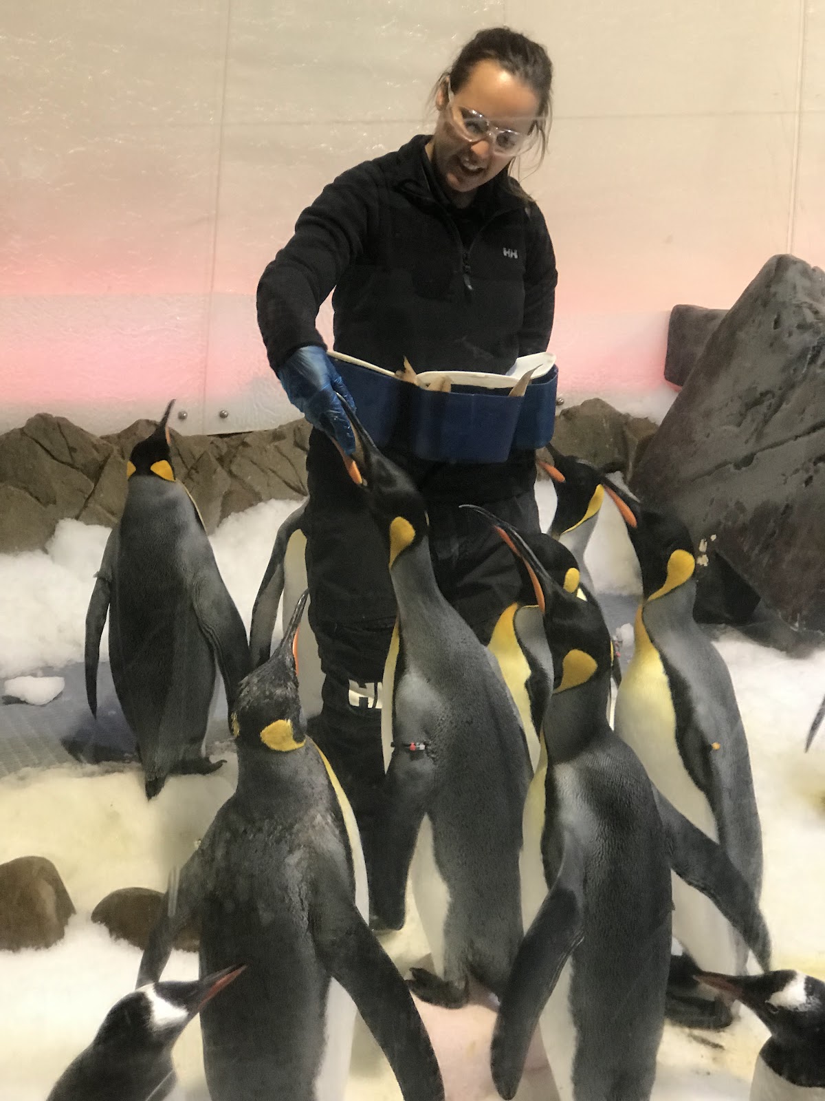 멜버른 씨 라이프 멜버른 수족관 주변 명소 사진