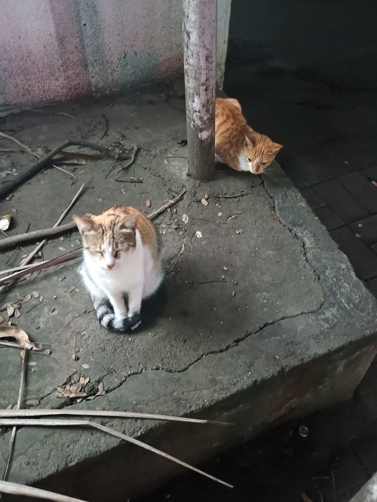 푸네 비만 나가르 고양이 모이는 곳 주변 명소 사진
