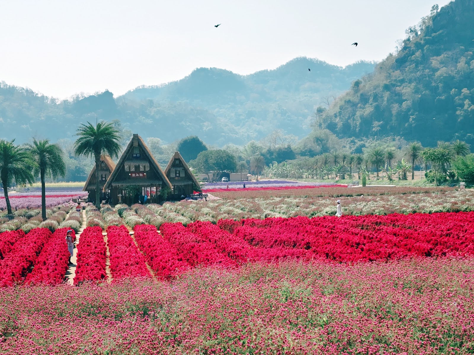 카오야이 Hokkaido Flower Park Khaoyai 주변 명소 사진