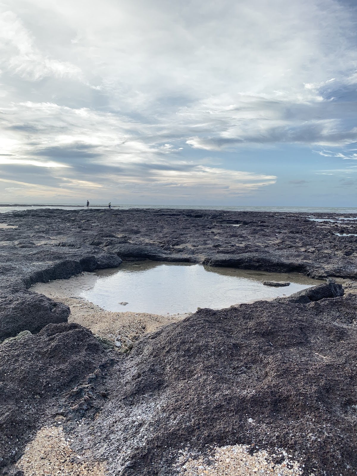 다윈 이 포인트 물새 동상 주변 명소 사진